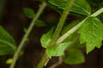 Beaked agrimony